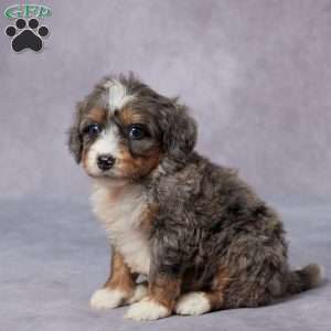 Cali, Mini Bernedoodle Puppy